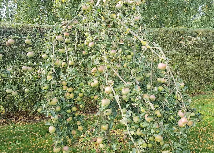 Ferienhaeuser Salzhaff-romantik * Teßmannsdorf